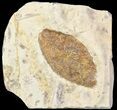 Fossil Leaf - Montana #53299-1